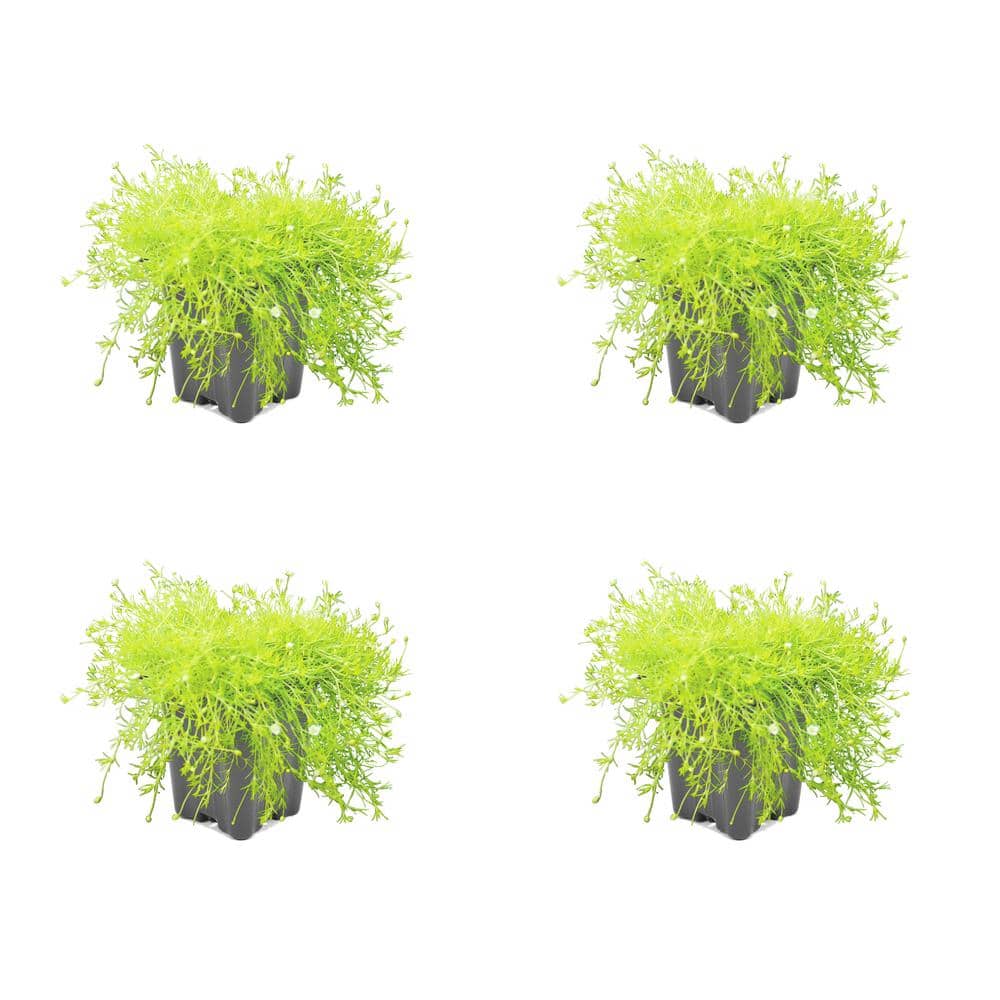 1.0-Pint Sagina Perennial Plant with White Flowers (4-Pack)