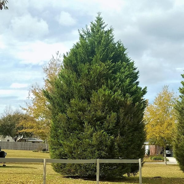 3 Gal. Leyland Cypress Holiday Shrub Plant