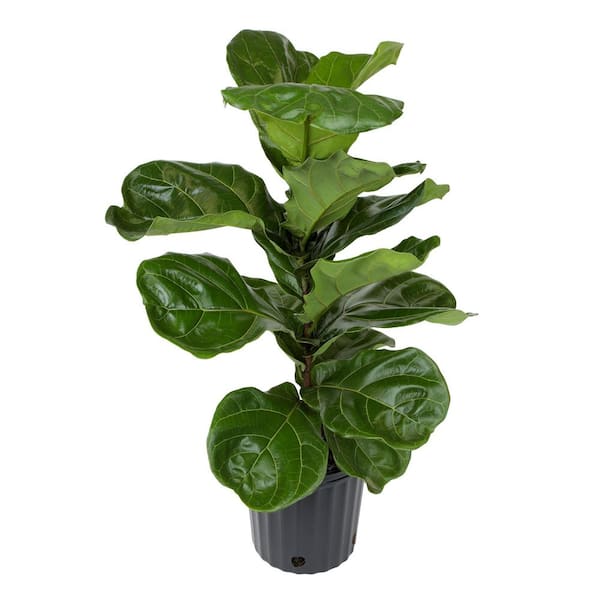 Live Fiddle Leaf Fig Tree, Air Purifying Indoor Plant, Approx 30 in. Tall, Ficus Lyrata, Popular Houseplant, 10 in. Pot