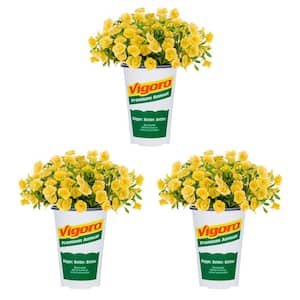 2 Qt. Calibrachoa Million Bells Minifamous Uno Double Yellow Annual Plant (3-Pack)