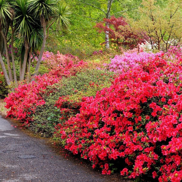 aleaページ Azalea Attraction Garden Basket - TF126-1 ($60.26)