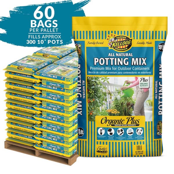 live palm plants 2 Palm Variety Pack / 4" Pots / Live Plant / House Plant  T&T Plants and  Things