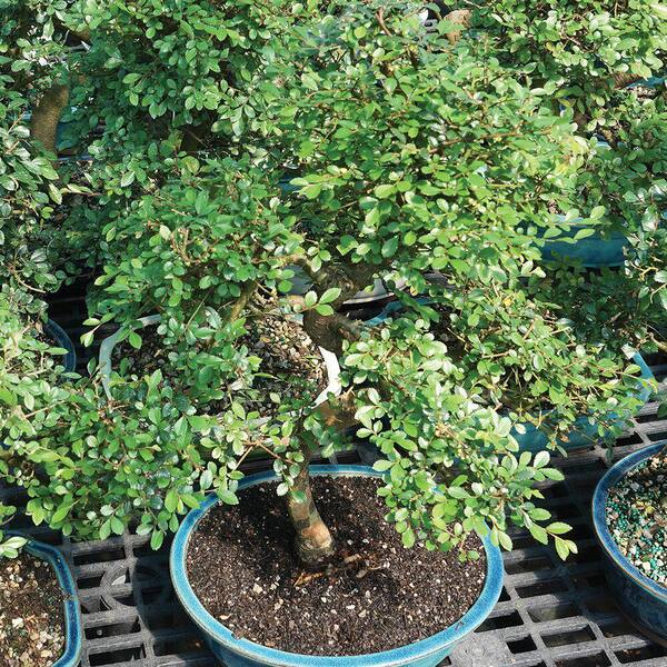 Chinese Elm Bonsai Tree Outdoor Plant in Ceramic Bonsai Pot Container, 14 Years Old, 14 to 18 in.