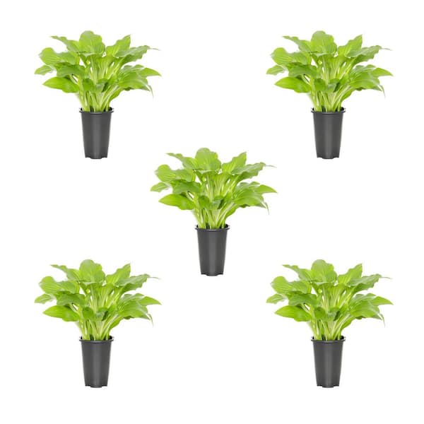 METROLINA GREENHOUSES 1.5 Pt. Hosta Plantain Lily Invincible Green Perennial Plant (5-Pack)