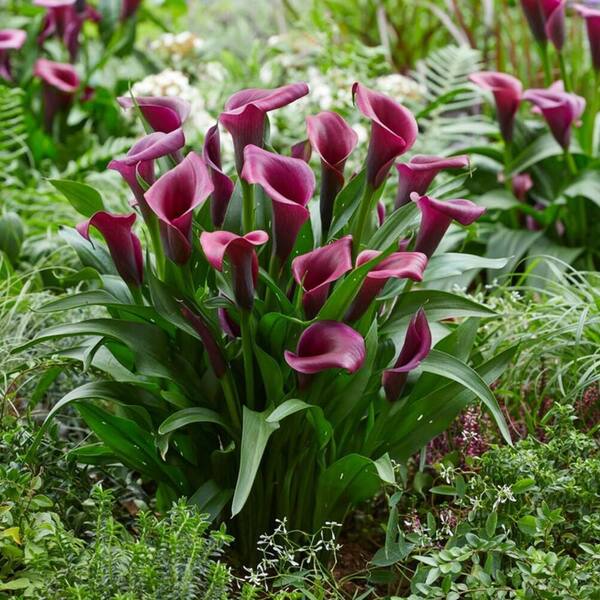 Proven Winners 6.5 in. Be My Destiny Calla Lily