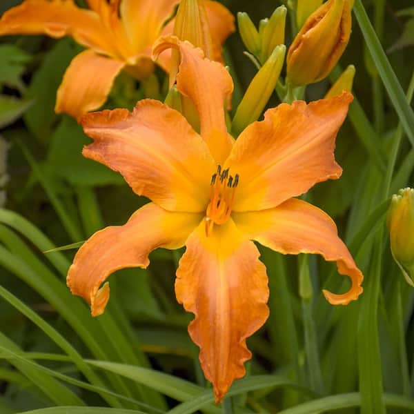 national PLANT NETWORK Bare Root Daylily Primal Scream (3-Pack)