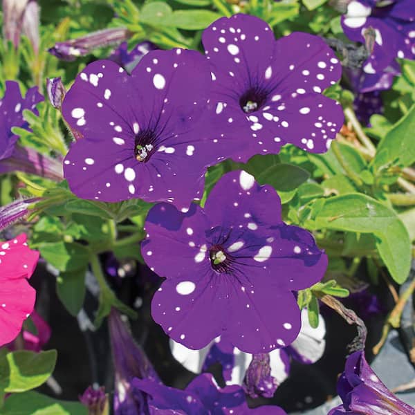 ALTMAN PLANTS 2.6 Qt. Starry-Night Sky Petunia Annual Plant with Deep Purple and White Flowers