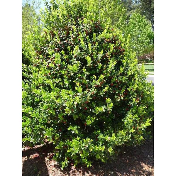 3 Gal. Needle Point Holly Evergreen Tree