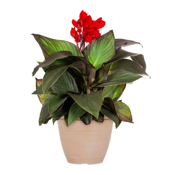 METROLINA GREENHOUSES 1.75 Gal. Canna Lily Cannova in Decorative Planter  Bronze Leaf Scarlet Red Perennial Plant (1-Pack) 79856