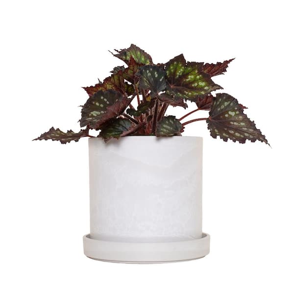 national PLANT NETWORK 7 in. Stonewash Recycled Planter with Saucer and 6 in. Begonia Dino Black Sky (1-Piece)