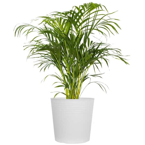 Areca Palm Dypsis lutescens Live Indoor Outdoor Houseplant in 10 in. White Decor Pot