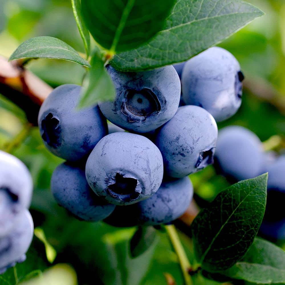 7 gal. Arlen Northern Highbush Blueberry Plant