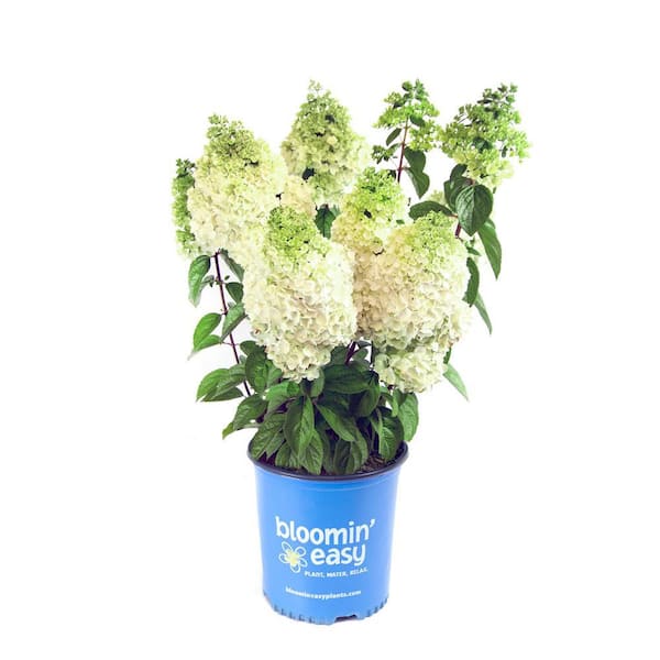 BLOOMIN' EASY 2 Gal. Moonrock Hardy Hydrangea (Paniculata) Live Shrub, Cream and Lime Green Flowers