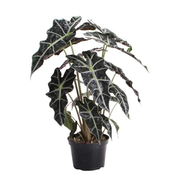 Costa Farms 3 Gal. Alocasia Plant