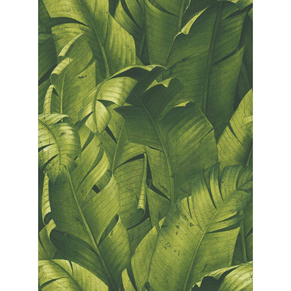 Wallpaper Roll Tropical Palms Banana Leaf 24in x 27ft