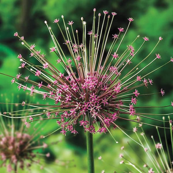 Breck's Schubertii Allium Bulbs (5-Pack)