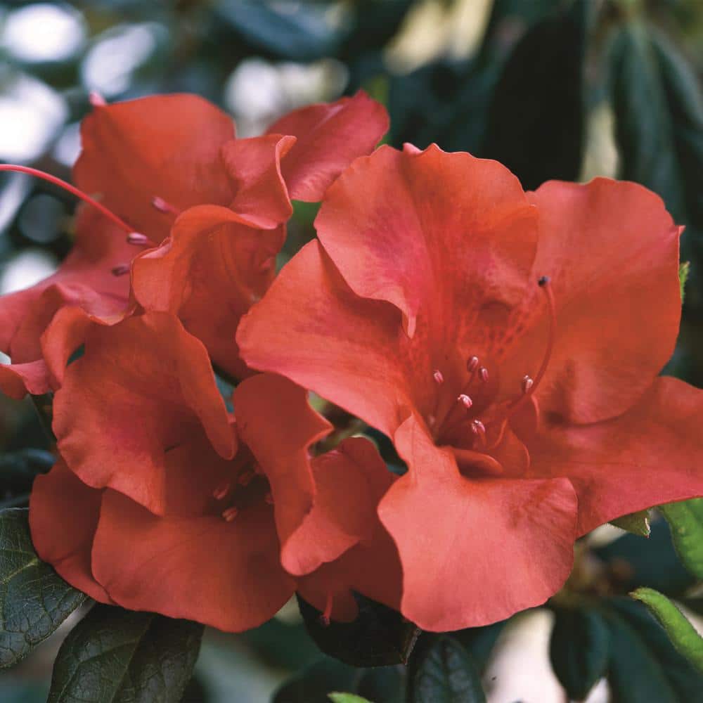 Autumn Embers Red-Orange Perennial Azalea Shrub in 2 Gallon Container
