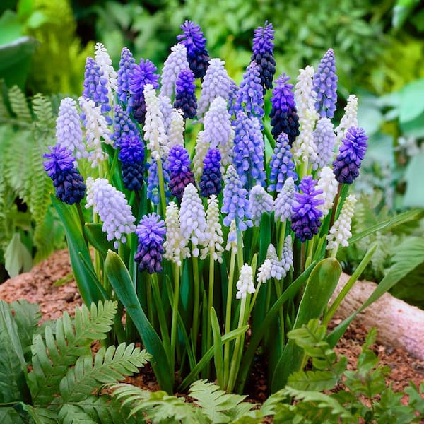 Garden State Bulb 8/9 cm Muscari Delft Blue Mix Grape Hyacinth Flower Bulbs (Bag of 100)