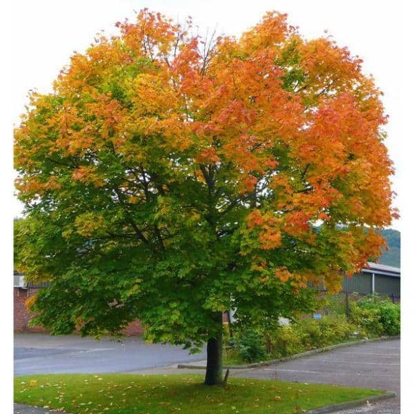Online Orchards Norway Maple Tree Among The Most Cold Hardy And Fastest Growing Maples Bare Root 3 Ft To 4 Ft Tall Shnm002