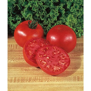 4 In. Burpee's Big Boy Tomato Fruit Plant (6-Pack)