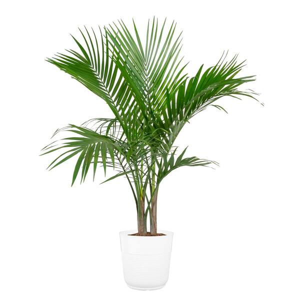 Costa Farms 10 in. Majesty Palm in Paradise Planter