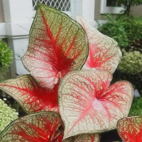 national PLANT NETWORK 4 in. Caladium Southern Charm Perennial Plant (3-Pack)