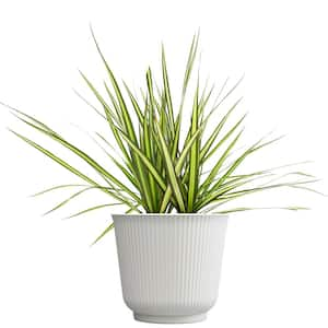 Dracaena Marginata Sunray, 6 in. White Decorative Pot, Variegated Houseplant, Live Indoor House Plant Gift