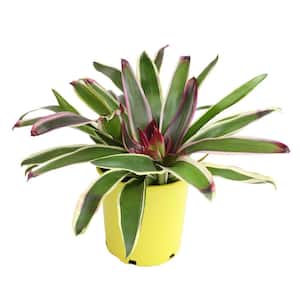 4 qt. Bromeliad Neoregelia Rafael Tropical Perennial Outdoor Plant with Bright Pink-Purple in Grower Pot