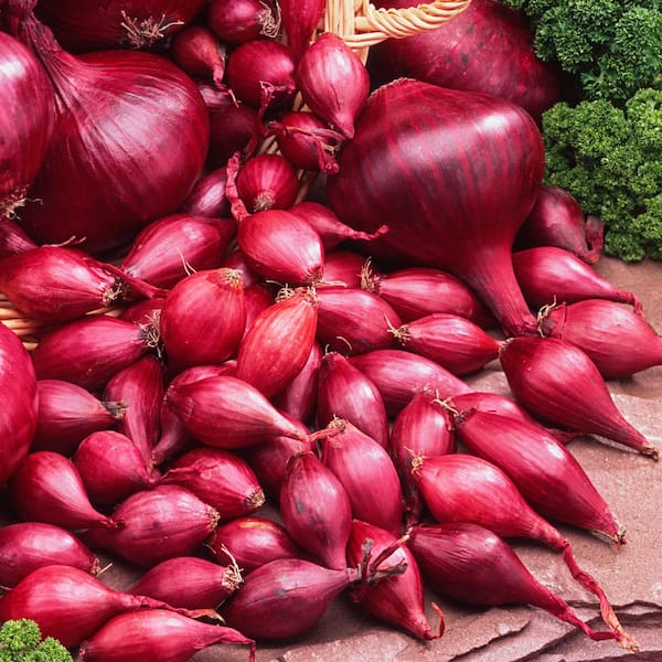 Gurney's Red Onion Sets 80 Ct Bag