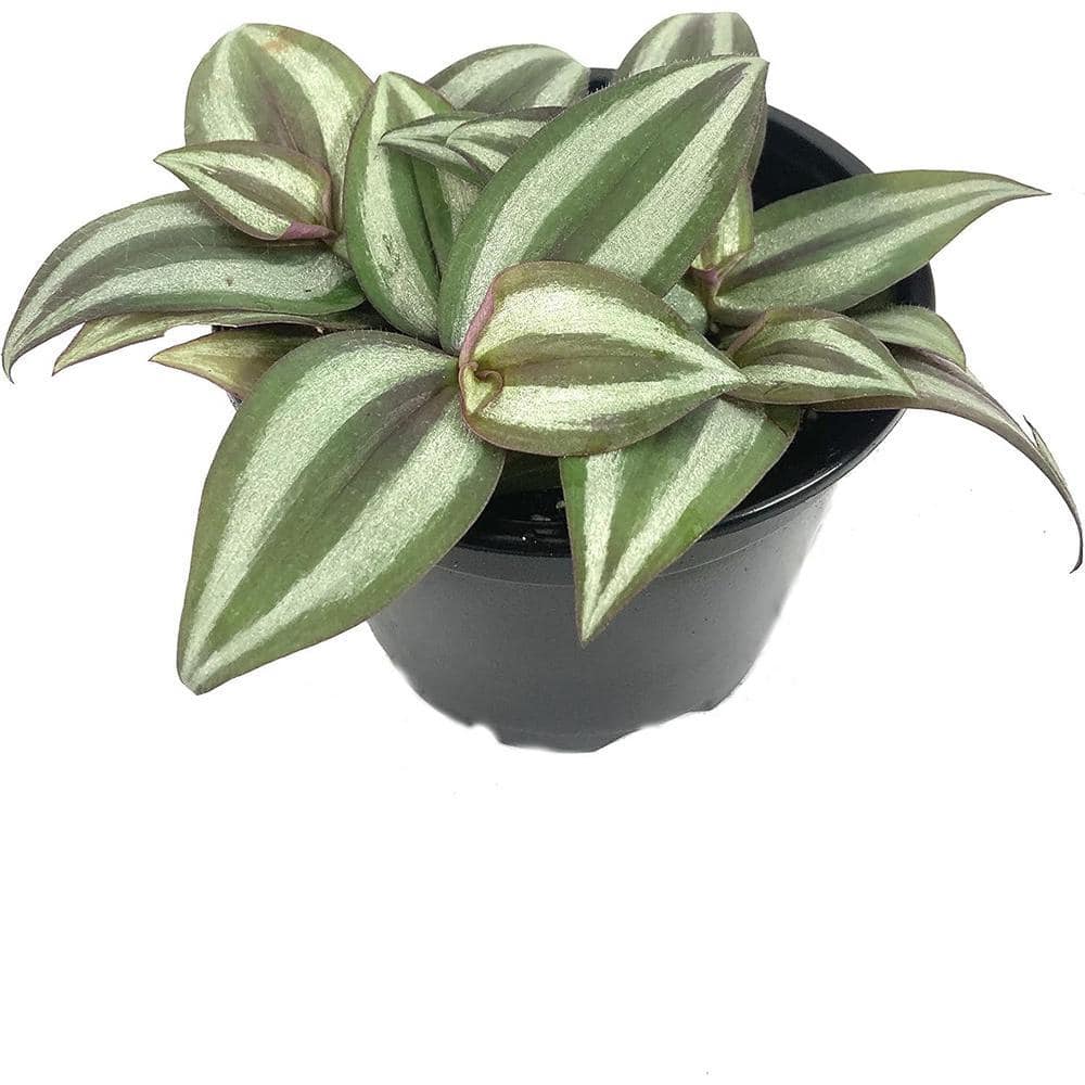 Wekiva Foliage Spiderwort Inch PLive Plant in a 4 in. Pot