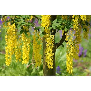 Golden Chain Tree (Bare Root, 3 ft. to 4 ft. Tall)