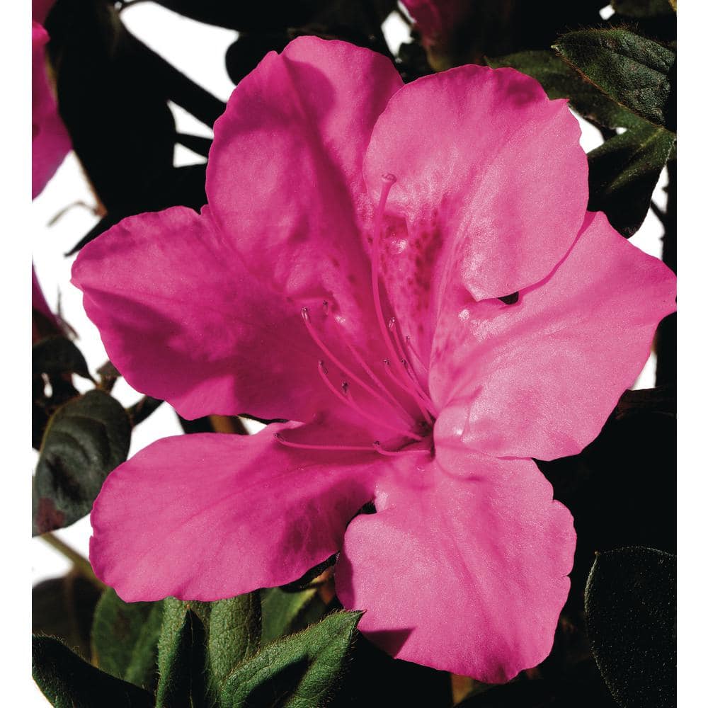 ENCORE AZALEA 3 Gal. Encore Autumn Sangria Azalea Shrub with Neon Pink ...