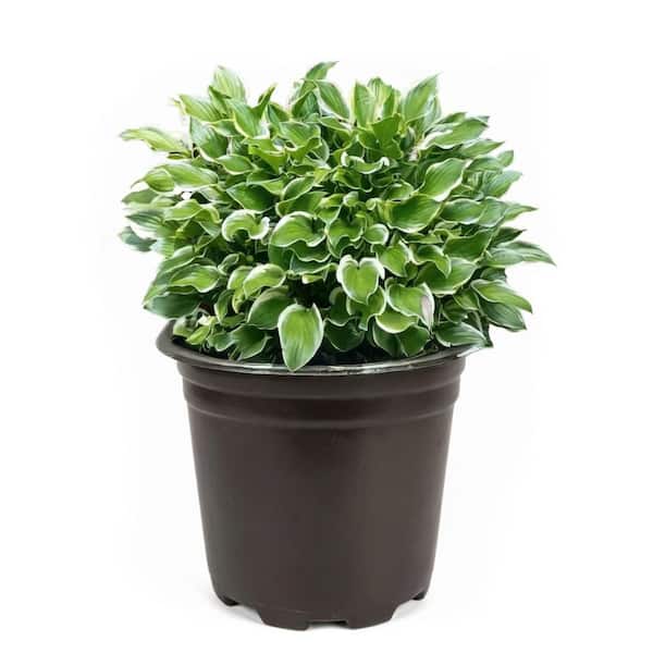 2 Gal. Hosta Variegated Live Perennials Plant (1-Pack)