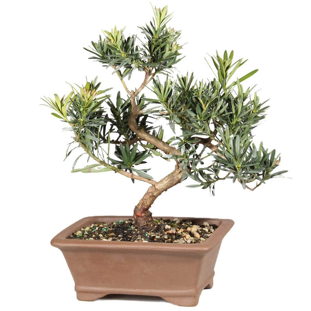Podocarpus Tree