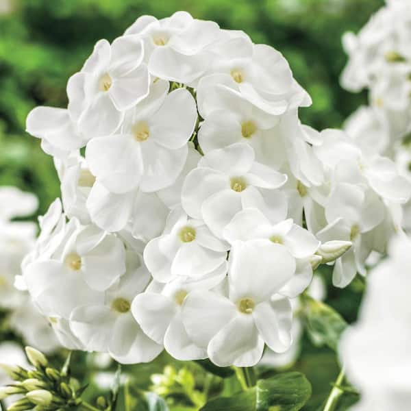 Direct Gardening 1 Gal. Pot, David Tall Hardy Tall Garden Phlox