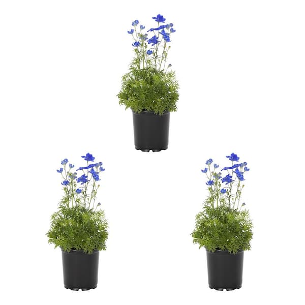 METROLINA GREENHOUSES 2 Qt. Delphinium Pearl Blue Perennial Plant (3-Pack)