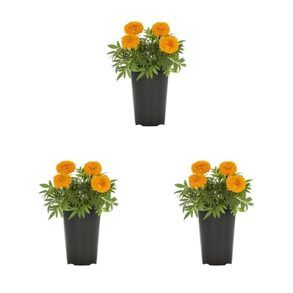 METROLINA GREENHOUSES 2 Qt. Yellow Marigold Annual Plant (3-Pack