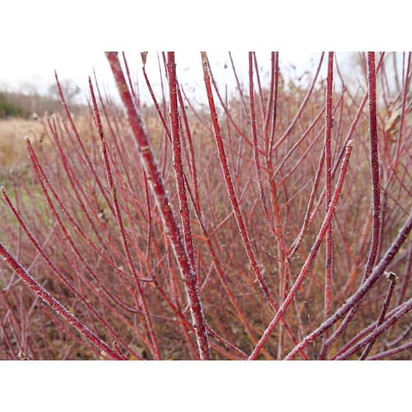 PROVEN WINNERS 4.5 in Qt. Arctic Fire Red Red-Osier Dogwood (Cornus), Live Shrub, White Flowers