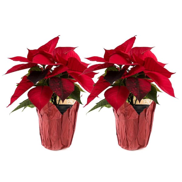 Unbranded 1.21-Pint Red Poinsettia Holiday Plants in 4 in. Pot (2-Pack)