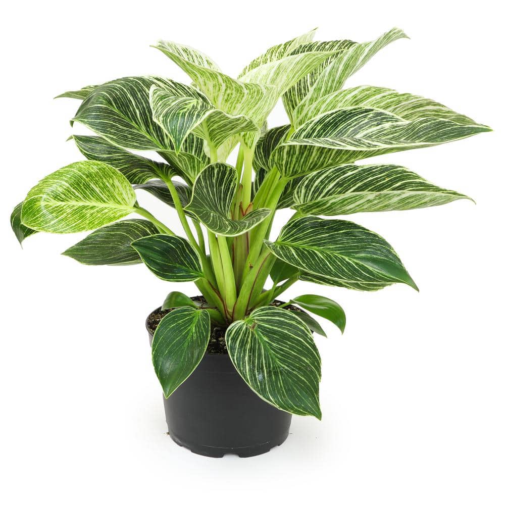 Philodendron Birkin Indoor Plant in Black Plastic Planter