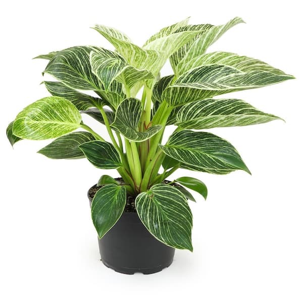 philodendron black cardinal standort PHILODENDRON BLACK CARDINAL online kaufen bei potflourri main image 0