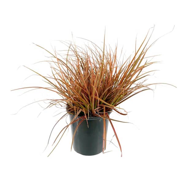Unbranded 2.5 QT Carex oshimensis Prairie Fire Perennial Plant with No Flowers - 1 Pack