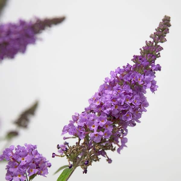 SOUTHERN LIVING 3 Gal. Ultra Violet Buddleia With Violet Panicle Bloom Clusters, Live Deciduous Shrub