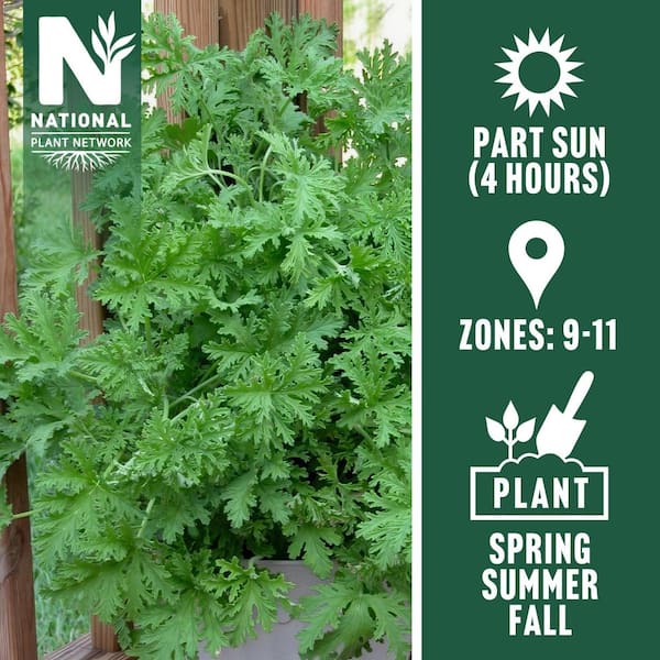 1 gal. Citronella Mosquito Plant with Lavender Flowers (8-Pack)