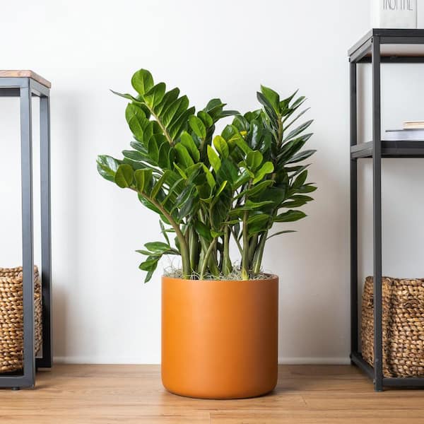 Zamioculca Zamiifolia Pianta da Interno - Albero Decorativo da Casa 1 x 13 cm Pianta