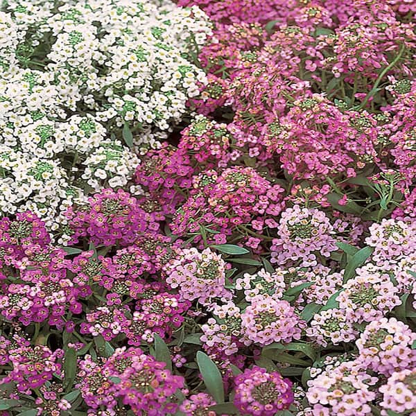 Buste Di Sementi Di Alisso Nano Tappeto Di Neve | Savini Vivai - Foto 11