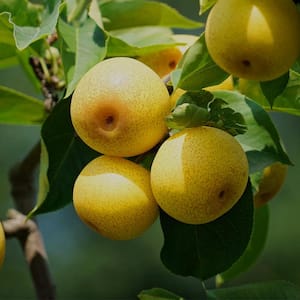 5 Gal. Shinseiki Pear Tree