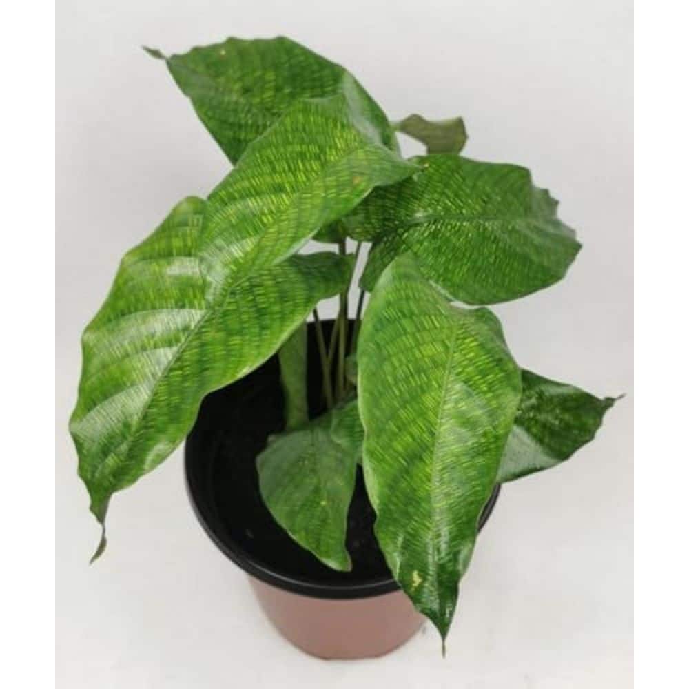 Calathea Musaica Network Prayer Plant and Soil Mix Combo-Live Plant in a 4 in. Pot with 1 qt. HousePlant Soil Mix price history on PriceWatchPro