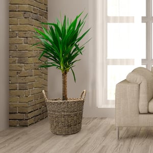 14.5 in. Dia Seagrass Basket Planter in a Natural Finish with Plastic Liner