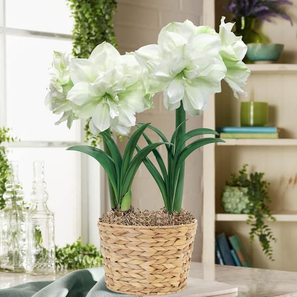 Gardens Alive! 8 in. Pot Marilyn Double White Flowering Amaryllis (Hippaestrum) 2 Bulb Holiday Gift Kit, Planted in a Decorative